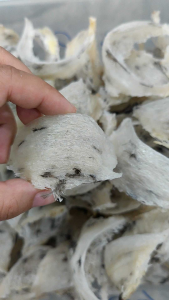 【芳燕 - 毛燕】5g 10g未挑毛燕窝 少毛 採自Kampung燕屋 Raw Bird Nest