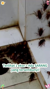 Umpan Pembasmi Kecoa Racun Anti Kecoa Insecticide Bait Kapsul Obat  Perangkap Kecoa