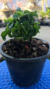 ต้นชวนชมแกะอราพันล้าน ขนาดต่างๆ (Dorset Horn Adenium DHA)