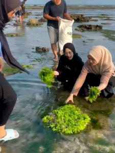 Snack Rumput Laut Renyah Gurih Makanan Ringan Cemilan Oleh-oleh Khas Pangandaran