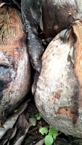 Kelapa Genjah Orene: Kualitas & Manfaat