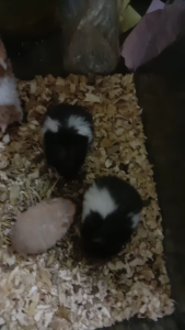 PANDA HAMSTER 🐼熊猫仓鼠