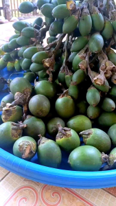 1 KG BUAH PINANG MUDA SEGAR