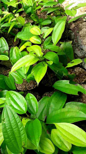 Bibit Tanaman Hias bunga bohemia/bauhinia coccinea