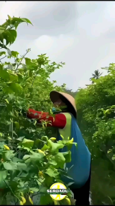 Benih cabe rawit PEDRO TAVI 10gr SERDADU SEED