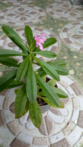 Talinum triangulare (commonly known as waterleaf or Philippine spinach) is an erect fast-growing perennial herb. Famous for its succulent fleshy stems and leaves LIVE PLANT in black polybag