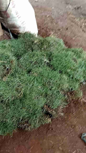 MURAH!! Tanaman hidup Rumput Peking/Jepang per 10 Lempeng TERPOPULER