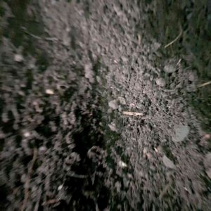 ดินใบมะขาม (ขูดเฉพาะหน้าดินใต้โคนต้นมะขามร่วนละเอียด)