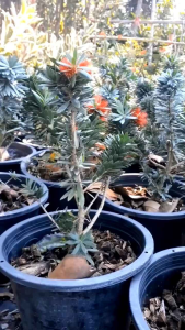 แปรงล้างขวดแคระลิตเติ้ลจอห์น กระถาง 11 นิ้ว ต้นสวย (กทม)