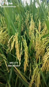 Benih padi MR 319 BERKUALITAS kemasan 5kg