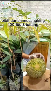 Paket Bibit Durian Musangking 3 Batang