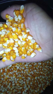 Benih Jagung Hibrida Super Unggul Siap Tanam Kemasan 1=kg