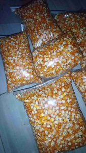 Benih Jagung Lokal Kampung 1 kg Siap Tanam/Jagung Hibrida Kampung Bisa Ditanam Ulang