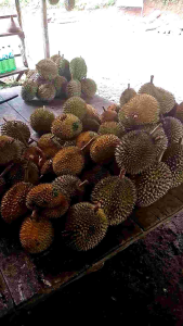 Durian Montong: Buruan Order Selama Musim