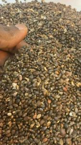 Fresh Orima seed seasoning from Nigeria