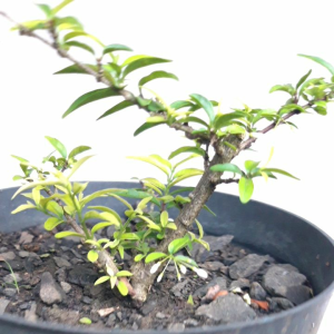 BAHAN BONSAI ANTING PUTRI DAUN MICRO