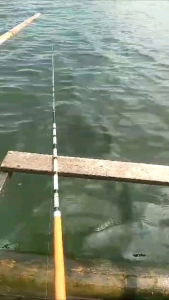 Essen Badot Nila Mumpung Promo dapat 2 varian Target Ikan nila mujaer Terbukti Neter Terus