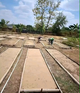 300 BUTIR BIJI/BENIH TANAMAN MINYAK KAYU PUTIH