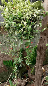 ต้นเดฟกระเป๋า