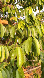 ใบกรวยป่าใบสดสำหรับหมักปลากัด ขนาด 50 ใบ ราคา 35 บาท