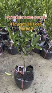 CÂY TẮC NGỌT ĐÀI LOAN THẾ HỆ 3 CAO 50CM -100CM TÙY THEO LÔ (trái trònthơm mật ong).hay còn gọi là kumquất)
