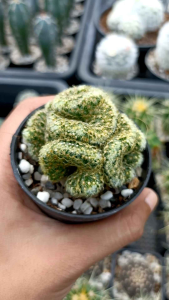 กระบองเพชร แมมนิ้วทองคริส