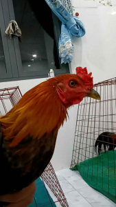 Khắc tinh đẹn miệng nấm họng hầu trên gà