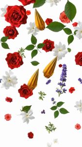 Flower Incense Sticks (Rose Lavender Golden Champa Green Forest Jasmine) 60-Pack for Relaxation Meditation Mood Elevation & Occasions
