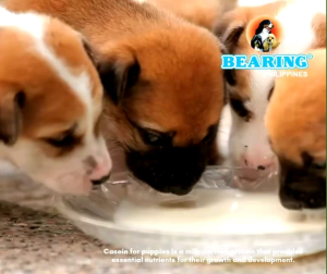 Bearing Dog Milk Replacer For Growing Puppies With Casein - Sold PER PIECE (100g) or PER PACK (300g) Pet Milk For Puppies and Adult