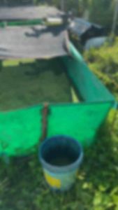 Azolla Alternative for feeds high in protein
