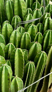 Tanaman kaktus koboi / tanaman hias hidup / kaktus koboi