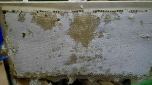 Madu Sarang Melifera 250 Gr: Manfaat dan Tips Penggunaan