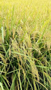 BENIH PADI MAPAN P05 HIBRIDA UNGGUL BERKUALITAS 5KG