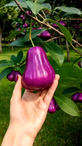 BIBIT MURAH JAMBU CITRA UNGU JUMBO🌱 Jambu Air Yang Mempunyai Warna Ungu ini Yg Langka Dengan Citarasa Manis Berbuah Genja Tanpa Mengenal Musim