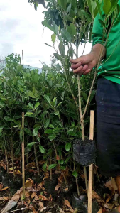 cây cà na thái siêu trái/ cây chiết 6 tháng cho quả