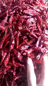 CABE TEJA KERING MEDIUM KEMASAN 1 KG PACKING\\n\\nCabe Teja Kering Medium adalah bumbu dapur berkualitas tinggi yang menjadi favorit banyak orang. Dalam artikel ini, kita akan membahas tentang manfaat, keunggulan, cara penggunaan, kelebihan kemasan 1 kg, dan kesimpulan dari produk ini.\\n\\n Apa Itu CABE TEJA KERING MEDIUM?\\n\\nCabe Teja Kering Medium adalah cabe kering berkualitas tinggi yang diproduksi secara khusus untuk penyedap rasa masakan. Produk ini tersedia dalam kemasan 1 kg, menjadikannya pilihan yang ideal bagi mereka yang mencari cabe kering dalam jumlah besar.\\n\\n Manfaat CABE TEJA KERING MEDIUM\\n\\nCabe Teja Kering Medium memiliki banyak manfaat bagi pengguna. Berikut ini adalah beberapa manfaat utama dari produk ini:\\n\\n* Memberikan rasa pedas yang khas pada masakan\\n* Menambah aroma dan warna pada masakan\\n* Meningkatkan nafsu makan\\n* Membantu pencernaan\\n* Mengandung vitamin C yang baik untuk kesehatan\\n\\n Keunggulan CABE TEJA KERING MEDIUM\\n\\nCabe Teja Kering Medium memiliki beberapa keunggulan dibandingkan produk serupa lainnya. Berikut ini adalah beberapa keunggulan utama dari produk ini:\\n\\n* Berkualitas tinggi\\n* Tersedia dalam kemasan 1 kg\\n* Cocok untuk berbagai jenis masakan\\n* Mudah digunakan\\n* Harga terjangkau\\n\\n Cara Menggunakan CABE TEJA KERING MEDIUM\\n\\nBerikut ini adalah langkah-langkah penggunaan Cabe Teja Kering Medium:\\n\\n1. Bersihkan cabe kering sebelum digunakan\\n2. Potong atau remas cabe kering sesuai kebutuhan\\n3. Tambahkan cabe kering ke dalam masakan sesuai selera\\n\\nBerikut ini adalah beberapa tips dan trik menggunakan Cabe Teja Kering Medium:\\n\\n* Gunakan sebanyak yang Anda inginkan sesuai dengan selera Anda\\n* Cobalah berbagai variasi masakan dengan menggunakan cabe kering\\n* Simpan cabe kering di tempat yang kering dan aman\\n\\n Kelebihan Kemasan 1 Kg CABE TEJA KERING MEDIUM\\n\\nKemasan 1 kg Cabe Teja Kering Medium memiliki beberapa kelebihan dibandingkan kemasan lainnya. Berikut ini adalah beberapa kelebihan utama dari kemasan ini:\\n\\n* Praktis untuk penyimpanan dan penggunaan\\n* Aman dari hama dan udara\\n* Hemat biaya dibandingkan dengan pembelian dalam jumlah kecil\\n\\n Kesimpulan\\n\\nCabe Teja Kering Medium adalah produk cabe kering berkualitas tinggi yang cocok untuk berbagai jenis masakan. Dengan kemasan 1 kg, produk ini menjadi pilihan yang ideal bagi mereka yang mencari cabe kering dalam jumlah besar. Cabe Teja Kering Medium mudah digunakan dan memiliki banyak manfaat bagi pengguna. Jadi, jangan ragu untuk mencoba produk ini dan rasakan manfaatnya dalam masakan Anda!\n}