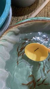 Hiasan Aquarium Cherry Barb Tetra per 10 ekor