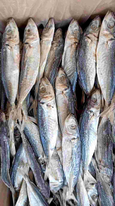ikan peda CUE / LAYANG / KLOTOK asin  segar 1 kg