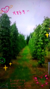 พริกไทยดำหัวบด (ตรังพันธุ์ปะเหลียน)