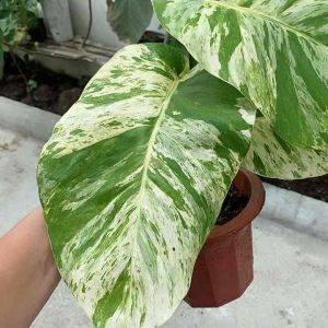 GIANT RARE EPI MARBLE 100% LIVE PLANT