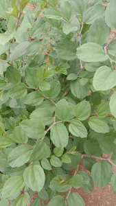 DAUN BIDARA ARAB SEGAR UNTUK OBAT HERBAL PER 50 GRAM