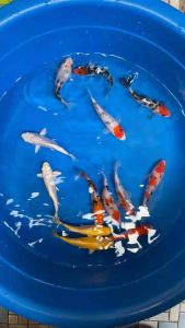 JAPAN KOI LOCAL BREED 4/5” SUPER HIGH GRADE 13pcs RAMADHAN SALES COMBO at RM1288 only + FREE SHIPPING (