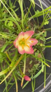 ญ.หัวดอกบัวดิน Lantana หัวละ 15 บาท