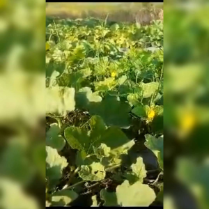 8 BIJI BENIH BLEWAH BLASTER REPACK