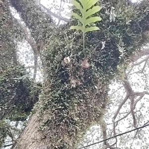 Herbal Pentakit Paru dan TB Paru Daun Sisik Naga