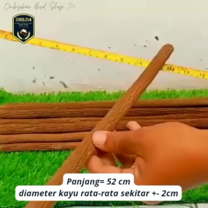 kayu asem jawa tangkringan khusus kacer jalak wambie 52 cm