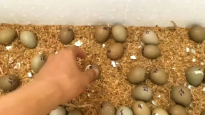Trứng chim Trĩ Combo 10 quả trứng mới Tỉ lệ ấp có cồ cao