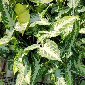 Syngonium Silver Ash ออมซิลเวอร์เเอช ออมเพรชดาวใต้ ออมใบเเหลม