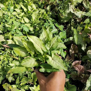 Syngonium Holly Ribbon ออมมณี ไม้มงคล ซินโกเนี่ยม โฮลลี่ ริบบอน