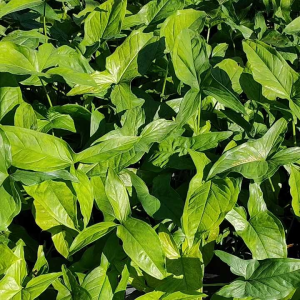 ตำแหน่ง: Syngonium Mojito เงินไหลมา โมจิโต้ ต้นไม้ตายระหว่างขนส่ง